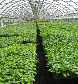 Kvalitetne sadike za zelenjavo osrednja slovenija