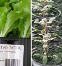 Kvalitetne sadike za zelenjavo osrednja slovenija