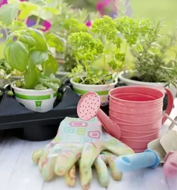 Kvalitetne sadike zelenjave prekmurje