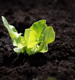 Kvalitetne sadike zelenjave prekmurje