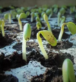 Kvalitetne sadike zelenjave prekmurje