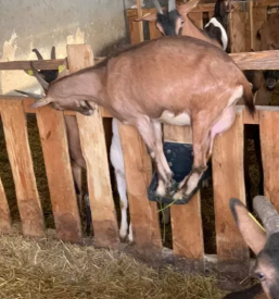 Kvalitetno kozje mleko