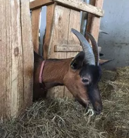 Kvalitetno kozje mleko