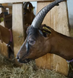 Kvalitetno kozje mleko