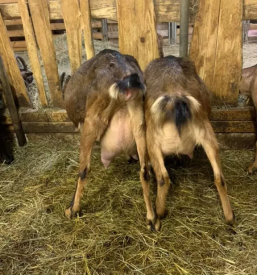 Kvalitetno kozje mleko