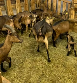 Kvalitetno kozje mleko