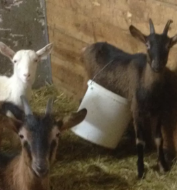 Kvalitetno kozje mleko