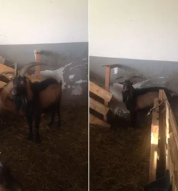 Kvalitetno kozje mleko