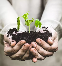 Kvalitetno obrezovanje drevja ljubljana