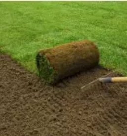 Kvalitetno obrezovanje drevja ljubljana