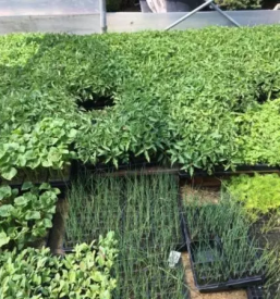 Kvalitetno urejanje okolice stajerska