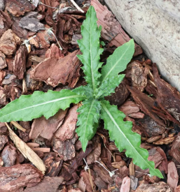 La produzione del cippato in primorska