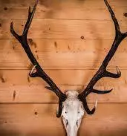 Lov na divjad na hrvaskem