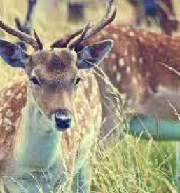 Lov na divjad po sloveniji