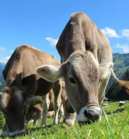 Mlecni produkti iz kravjega mleka pomurje