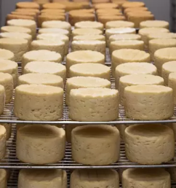 Mlecni produkti iz kravjega mleka pomurje