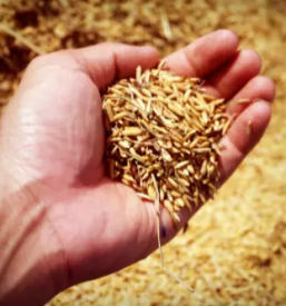 Kvalitetno mletje pire Slovenija