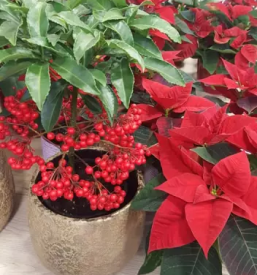 Cvetličarna Slovenj Gradec