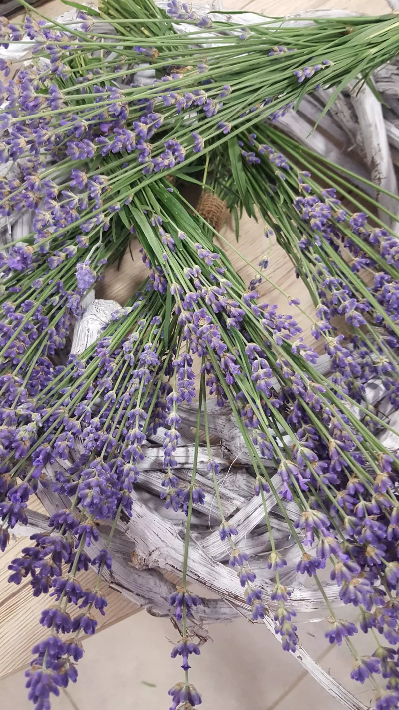 Najboljša cvetličarna Slovenj Gradec, Koroška