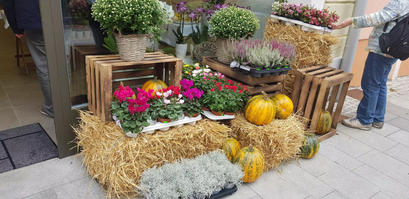 Cvetličarna Slovenj Gradec