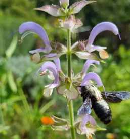 Nasveti o vzgoji in uporabi zelisc zacimb in cajnih mesanic slovenija