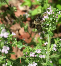 Nasveti o vzgoji in uporabi zelisc zacimb in cajnih mesanic slovenija