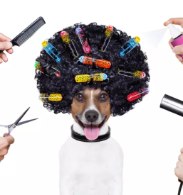 Nega in strizenje psov kamnik