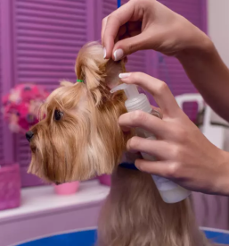 Nega in strizenje psov kamnik