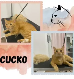 Nega in strizenje psov mack ljubljana