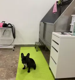 Nega in strizenje psov mack ljubljana
