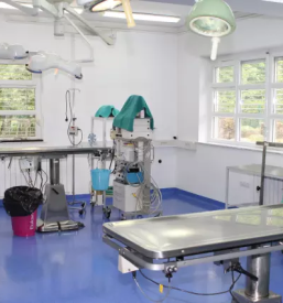 Nevrologija pri psih in mačkah slovenija