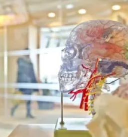 Nevroloska ambulanta celje okolica savinjska