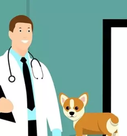 Obvezna cepljenja živali Goriška, Vipava