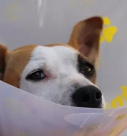 Obvezna cepljenja živali Goriška, Slovenija