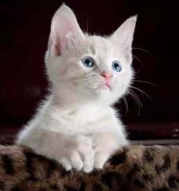 Obvezna cepljenja živali Vipava, Goriška