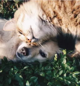 Obvezna cepljenja živali Vipava, Primorska