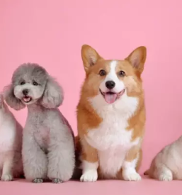 Obvezna cepljenja za male živali Vipava