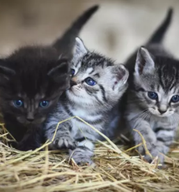 Cepljenja živali Vipava