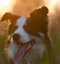 Obvezna cepljenja živali Vipava