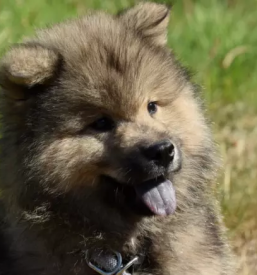 Obvezna cepljenja živali Vipava, Slovenija