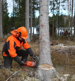 Obzagovanje dreves bela krajina dolenjska