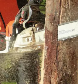 Ugodno obžagovanje dreves