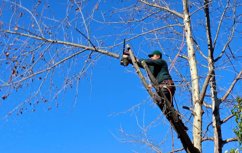 Ugodno obžgovanje in posek dreves Ljubljana