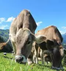 Odkup goveda savinjska