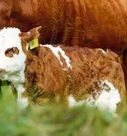 Odkup goveda stajerska