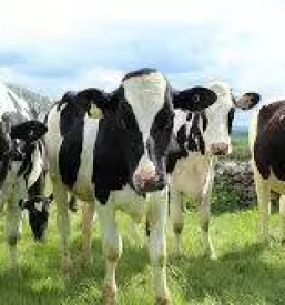 Odkup goveda stajerska e