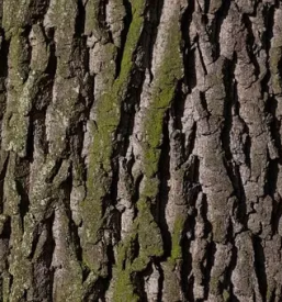 Odkup hrastovega lesa