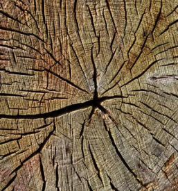 Odkup in prodaja lesa gorenjska