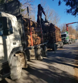 Odkup in prodaja lesa osrednja slovenija