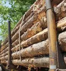 Odkup in prodaja lesa osrednja slovenija